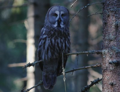 Lappuggla [Great Grey Owl] (IMG_1576)