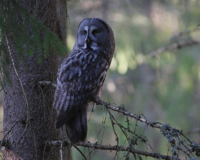 Lappuggla [Great Grey Owl] (IMG_1600)