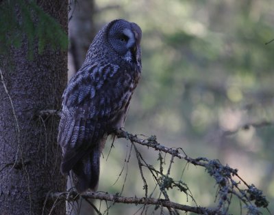 Lappuggla [Great Grey Owl] (IMG_1613)