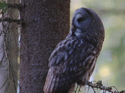 Lappuggla [Great Grey Owl] (IMG_1629)