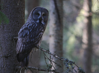 Lappuggla [Great Grey Owl] (IMG_1662)