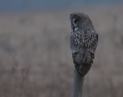 Lappuggla [Great Grey Owl] (IMG_1719)
