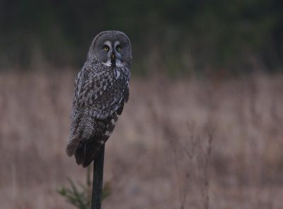 Lappuggla [Great Grey Owl] (IMG_1776)