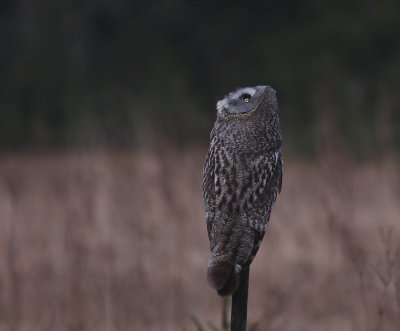 Lappuggla [Great Grey Owl] (IMG_1793)