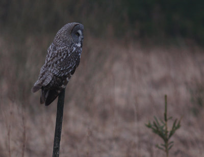 Lappuggla [Great Grey Owl] (IMG_1804)