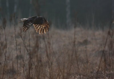 Lappuggla [Great Grey Owl] (IMG_1840)