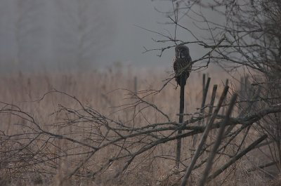 Lappuggla [Great Grey Owl] (IMG_1859)