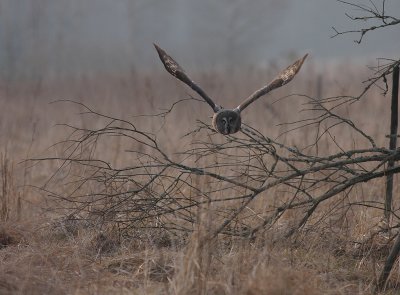 Lappuggla [Great Grey Owl] (IMG_1863)