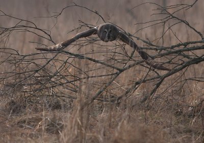 Lappuggla [Great Grey Owl] (IMG_1864)