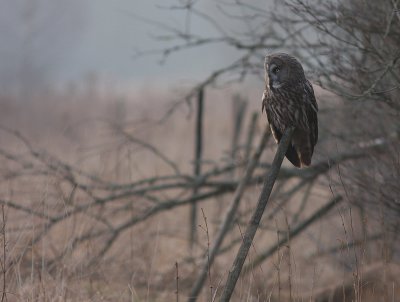 Lappuggla [Great Grey Owl] (IMG_1887)