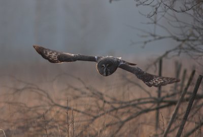 Lappuggla [Great Grey Owl] (IMG_1894)