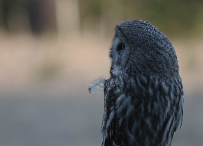 Lappuggla [Great Grey Owl] (IMG_2307)