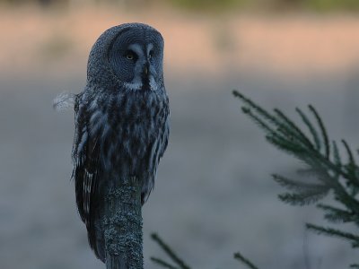 Lappuggla [Great Grey Owl] (IMG_2335)