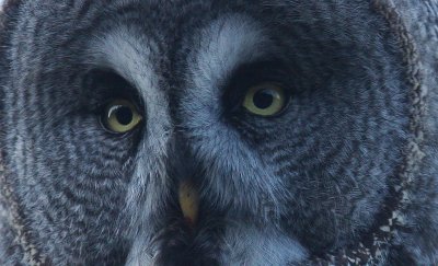 Lappuggla [Great Grey Owl] (IMG_2452l)