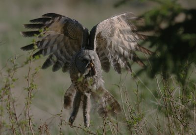 Lappuggla [Great Grey Owl] (IMG_4445)