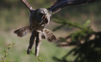 Lappuggla [Great Grey Owl] (IMG_4447)