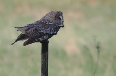Lappuggla [Great Grey Owl] (IMG_4711)