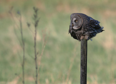 Lappuggla [Great Grey Owl] (IMG_4744)