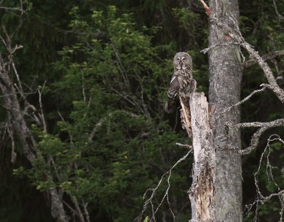Lappuggla [Great Grey Owl] (IMG_6065)