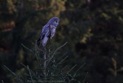 Lappuggla [Great Grey Owl] (IMG_6651)