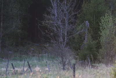 Lappuggla [Great Grey Owl] (Lappuggla [Great Grey Owl] (IMG_9376)