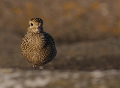 Ljungpipare [European Golden Plover] (IMG_4471)