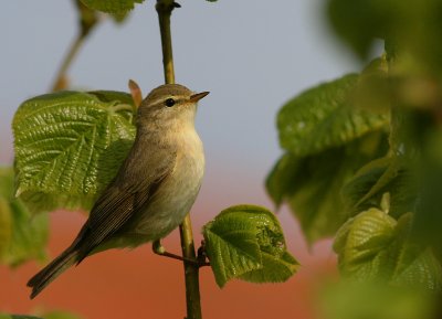 Lvsngare [Willow Warbler] (IMG_0078)