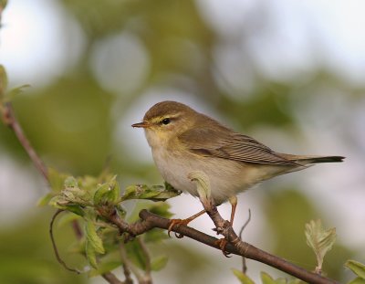 Lvsngare [Willow Warbler] (IMG_0086)
