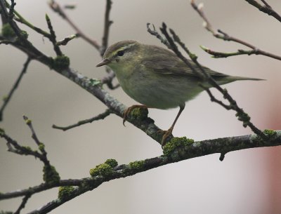 Lvsngare [Willow Warbler] (IMG_2837-lovsang.jpg