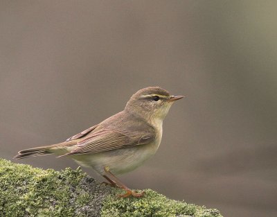 Lvsngare [Willow Warbler] (IMG_2902)