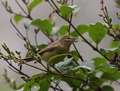 Lvsngare [Willow Warbler] (IMG_5112)