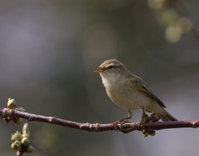 Lvsngare [Willow Warbler] (IMG_5294)