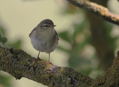 Lvsngare [Willow Warbler] (IMG_7747)