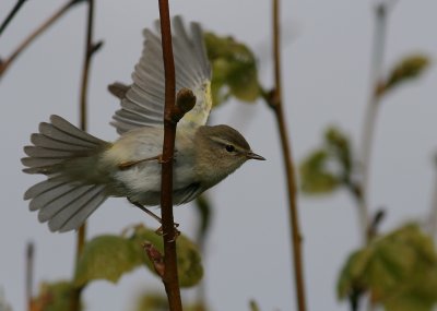 Lvsngare [Willow Warbler] (IMG_9973)