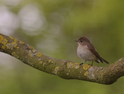 Mindre flugsnappare [Red-breasted Flycatcher] (IMG_7909)