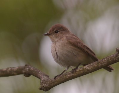 Mindre flugsnappare [Red-breasted Flycatcher] (IMG_7912)