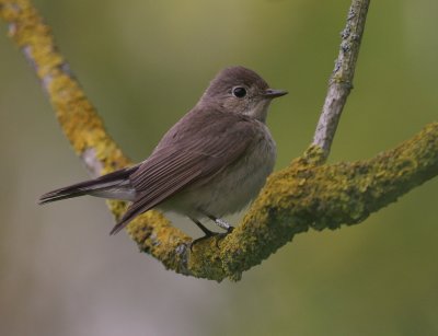 Mindre flugsnappare [Red-breasted Flycatcher] (IMG_7930)