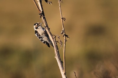 Mindre hackspett [Lesser Spotted Woodpecker] (IMG_3061)
