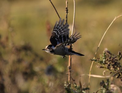 Mindre hackspett [Lesser Spotted Woodpecker] (IMG_3080)