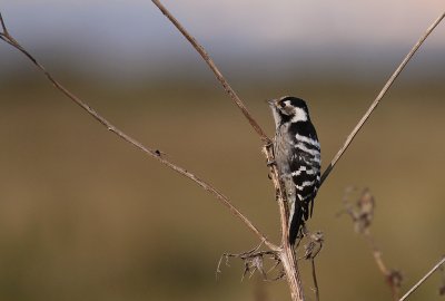 Mindre hackspett [Lesser Spotted Woodpecker] (IMG_3722)