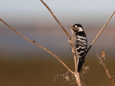 Mindre hackspett [Lesser Spotted Woodpecker] (IMG_3762)