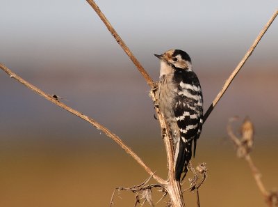 Mindre hackspett [Lesser Spotted Woodpecker] (IMG_3764)