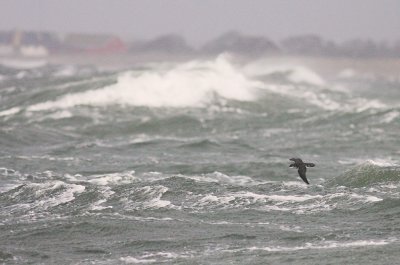 Mindre lira [Manx Shearwater] (IMG_1307)