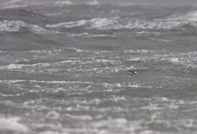 Mindre lira [Manx Shearwater] (IMG_1308)