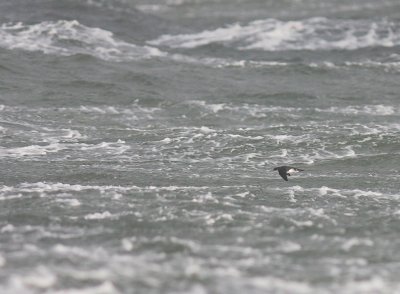Mindre lira [Manx Shearwater] (IMG_1309)