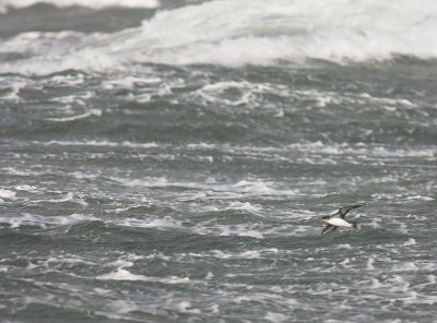 Mindre lira [Manx Shearwater] (IMG_1327)