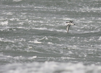 Mindre lira [Manx Shearwater] (IMG_1328)