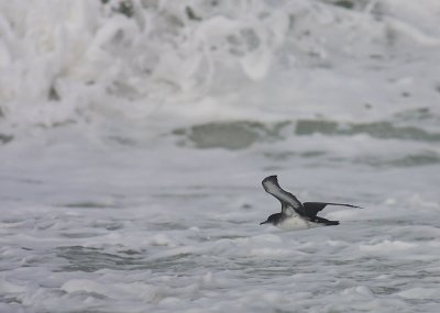Mindre lira [Manx Shearwater] (IMG_1359)