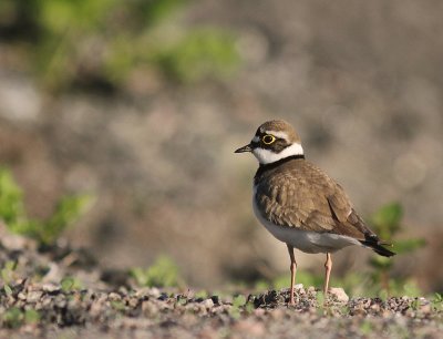 Mindre strandpipare [Little Ringed Plover] (IMG_4647)