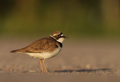 Mindre strandpipare [Little Ringed Plover] (IMG_5364)